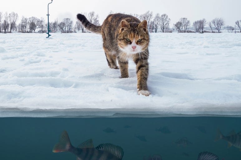 Cat, Frozen Lake, Snow, Ice, Fish Cat, Frozen Lake, Snow, Ice, Fish