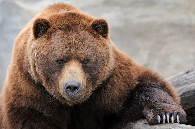 Brown Bear, Paw, Claw, Rock Brown Bear, Paw, Claw, Rock