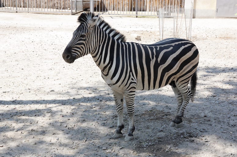 Zebra, Zoo Zebra, Zoo
