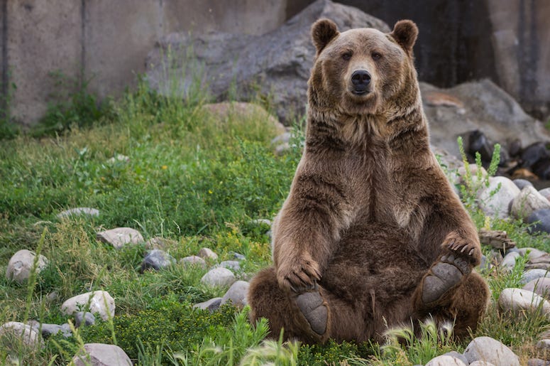 Grizzly Bear, Sitting, Zoo Grizzly Bear, Sitting, Zoo