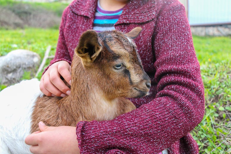 Little Girl, Baby Goat, Cuddle Little Girl, Baby Goat, Cuddle