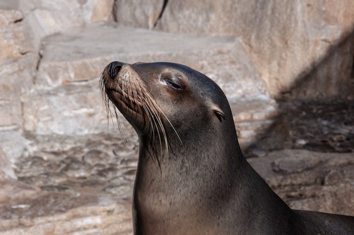 Fur Seal, Sea Lion, Sunbathing Fur Seal, Sea Lion, Sunbathing