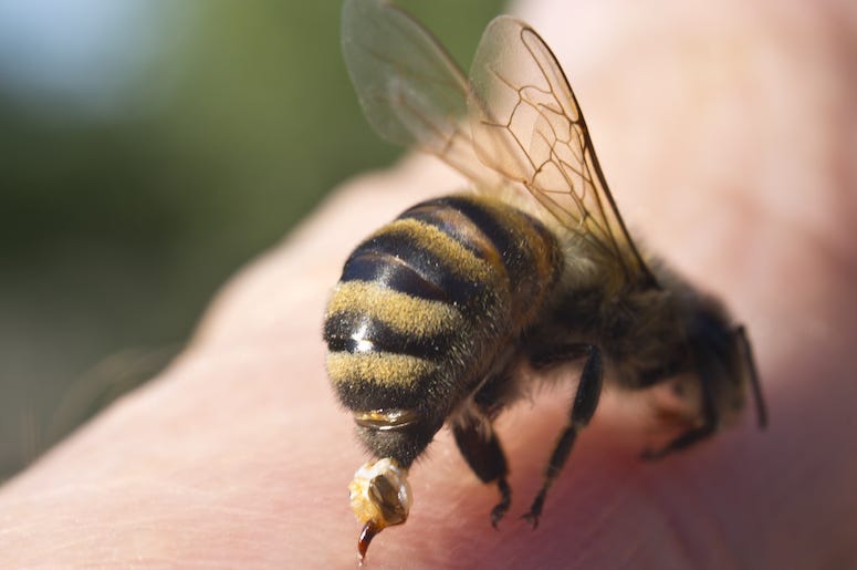Bee, Sting, Finger Bee, Sting, Finger