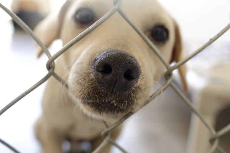 Shelter Dog, Snoot, Nose, Cute, Dog Shelter Dog, Snoot, Nose, Cute, Dog