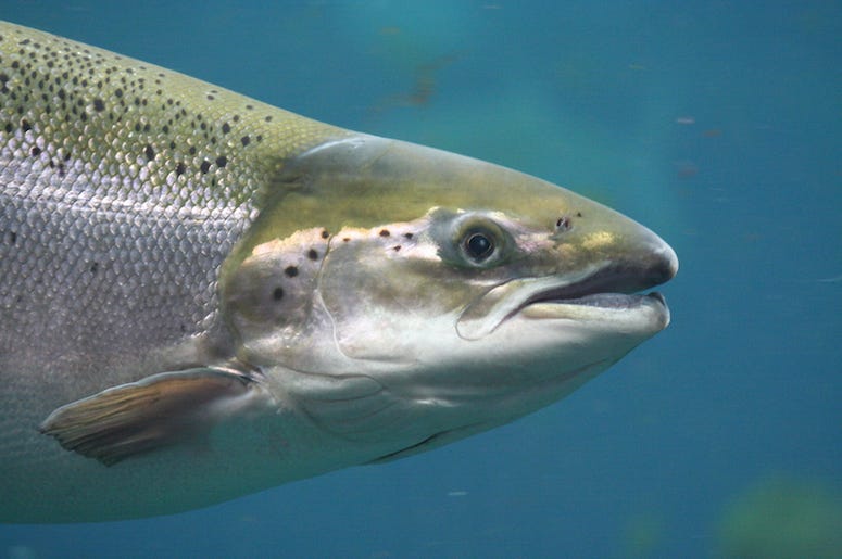 Salmon, Fish, Underwater Salmon, Fish, Underwater