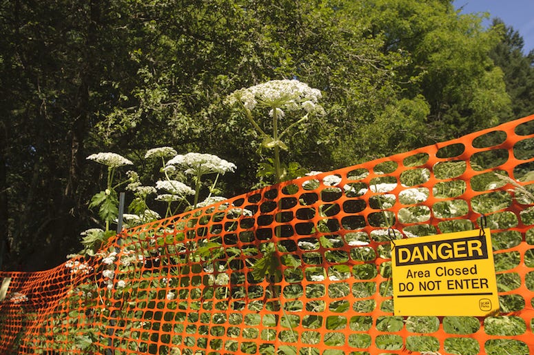 Giant Hogweed, Warning Giant Hogweed, Warning