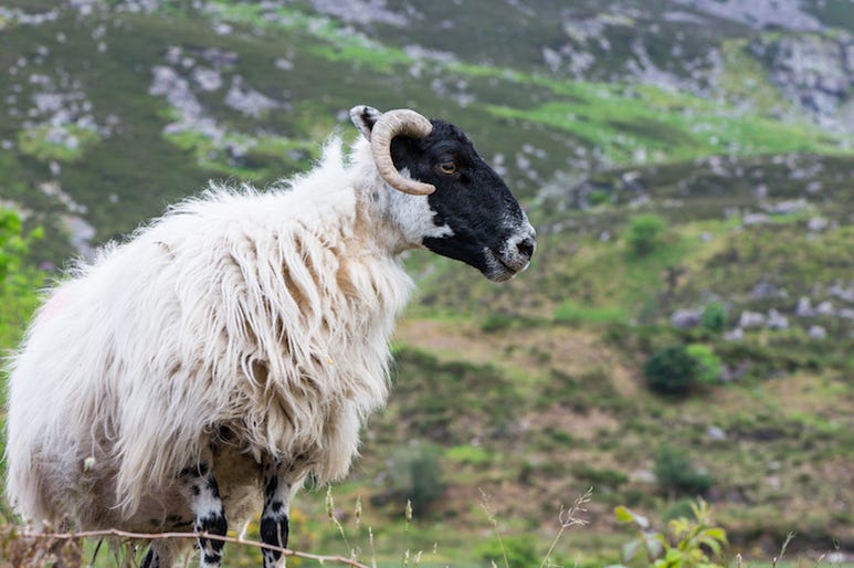 Sheep, Ireland, Mountain Sheep, Ireland, Mountain