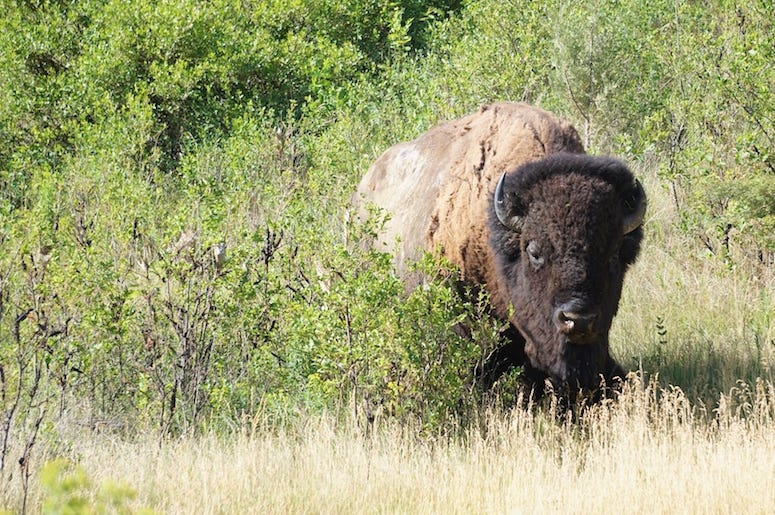 Bison, Grass Bison, Grass
