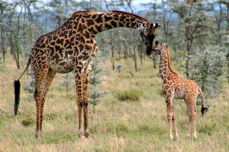Mama And Calf Giraffe
