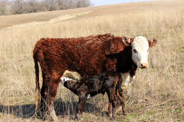 Cow and Calf