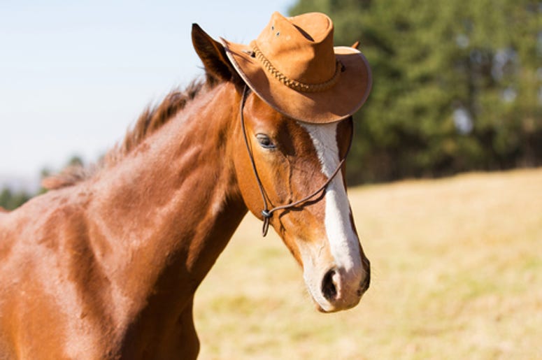 Horse Wearing A Hat