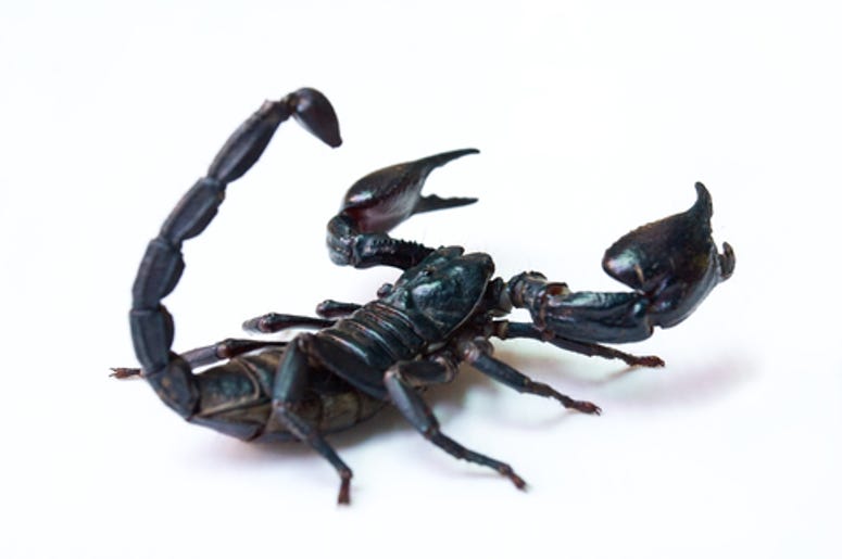 Scorpion
