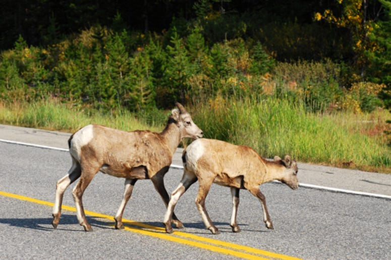 Goats on a highway
