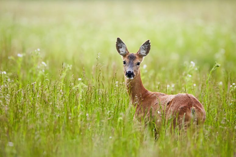 Doe