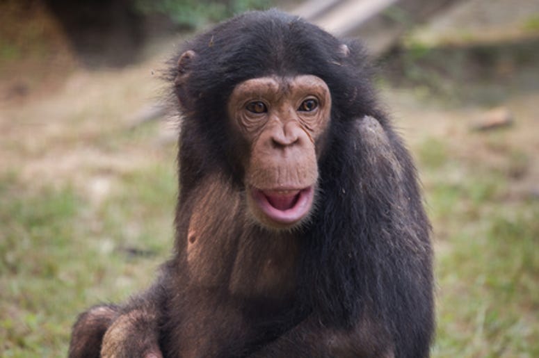 Chimpanzee