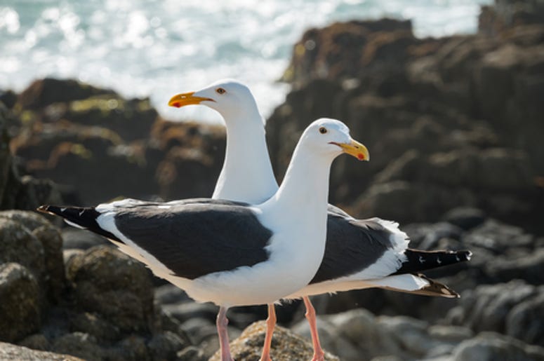 Seagulls