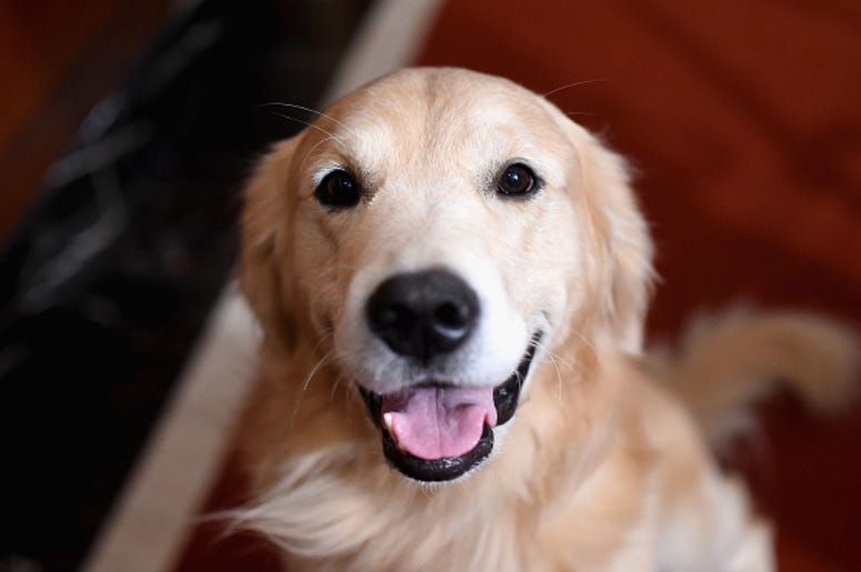 A Golden Retriever A Golden Retriever