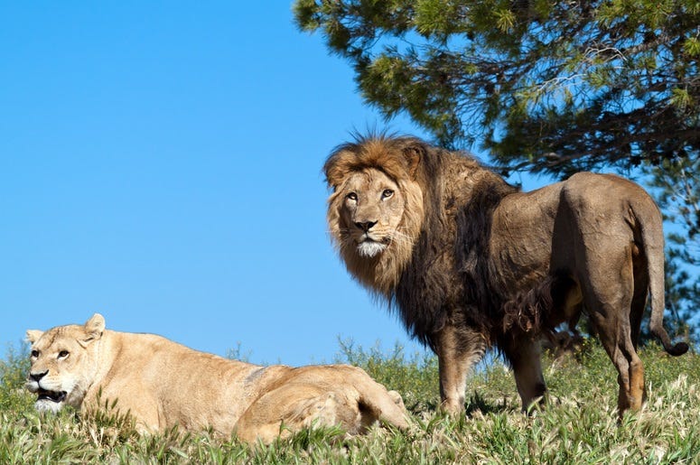 lion lion