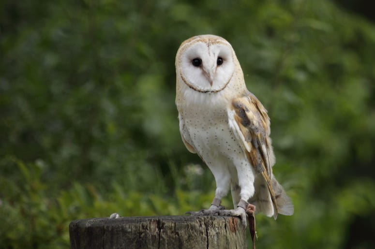 Owl, Bird, Animal Owl, Bird, Animal