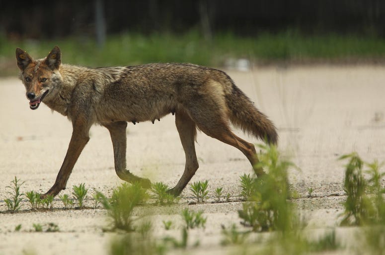 coyote Coyote