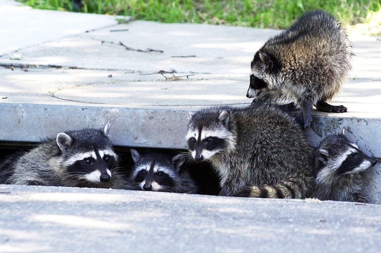 raccoons raccoons