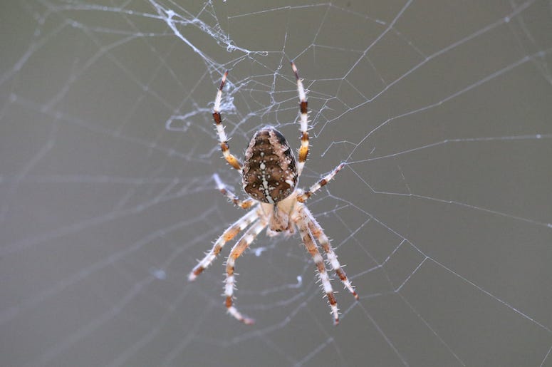 garden spider, good spider, bad spider, spider, texas, dfw, awful, terrifying