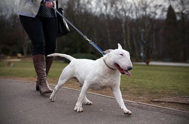 bull terrier dog