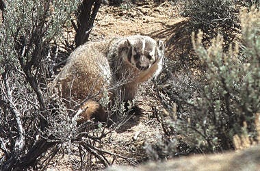 badger badger