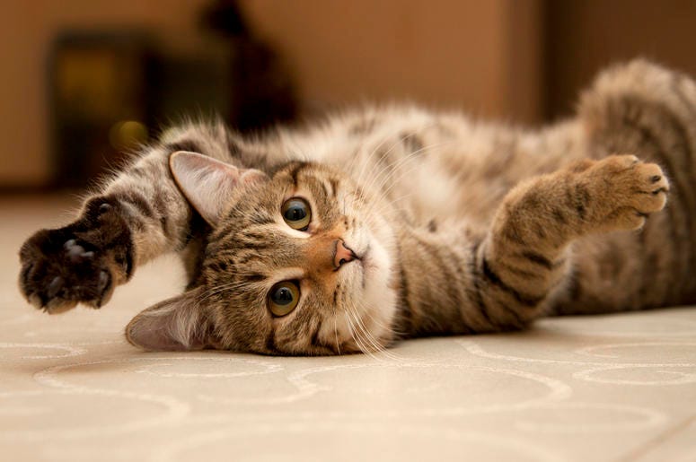 Cat Cat