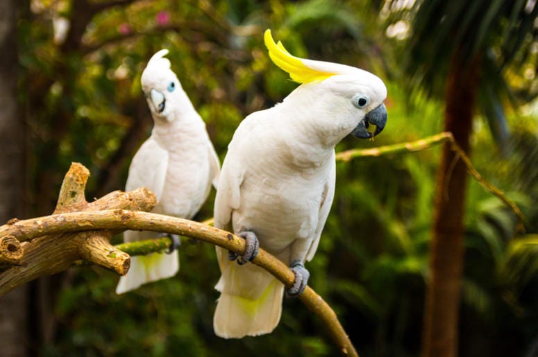 Cockatoo Cockatoo