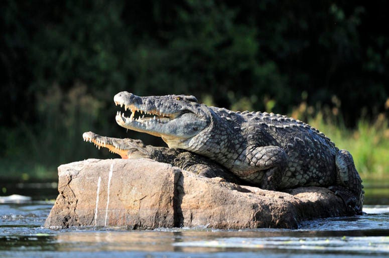 Crocodile Crocodile