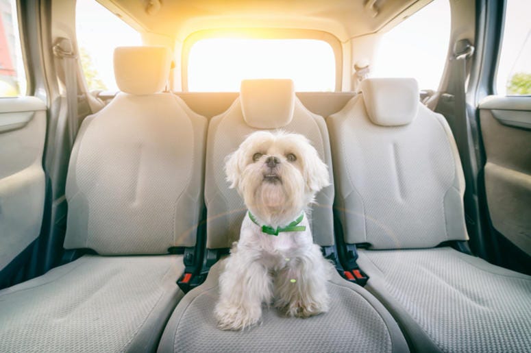 Dog_in_Car Dog_in_Car