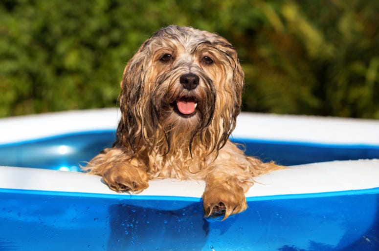 Dog_in_Pool Dog_in_Pool