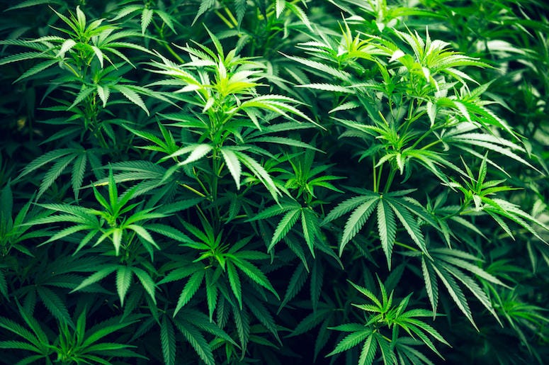 Cannabis, Marijuana Plant, Green Leaf Cannabis, Marijuana Plant, Green Leaf