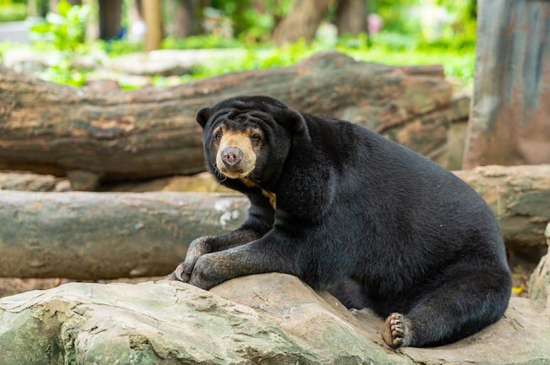 Black Bear