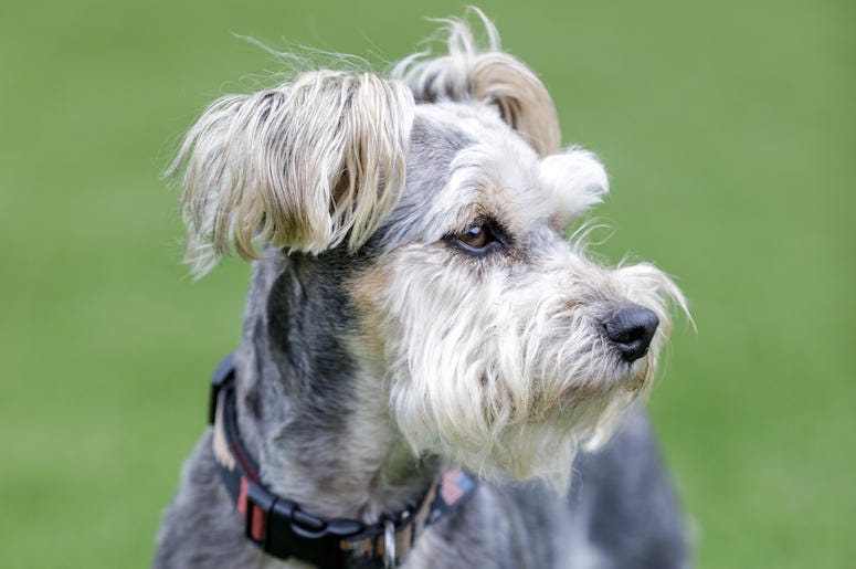 Schnauzer Yorkie, Dog, Cute, Gray, Scruffy, Grass Schnauzer Yorkie, Dog, Cute, Gray, Scruffy, Grass,