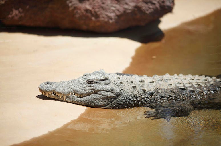 Alligator, Sand, Beach, Water, Resting Alligator, Sand, Beach, Water, Resting