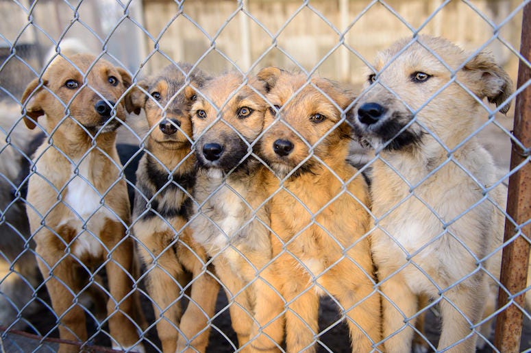 Stray Dogs, Rescues, Shelters, Chain Link Fence Stray Dogs, Rescues, Shelters, Chain Link Fence