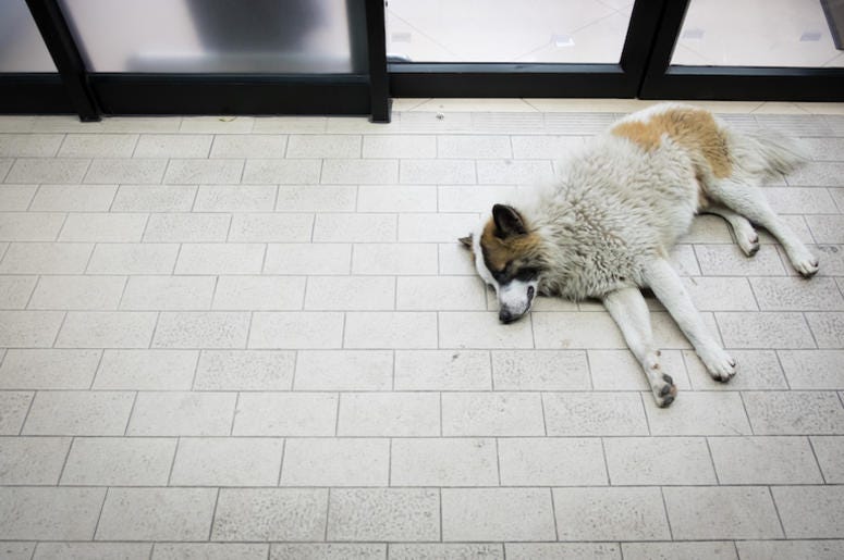Dog, Sleeping, Convenience Store, Entrance, Stray Dog, Sleeping, Convenience Store, Entrance, Stray
