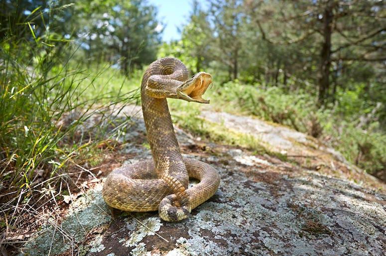 Snake