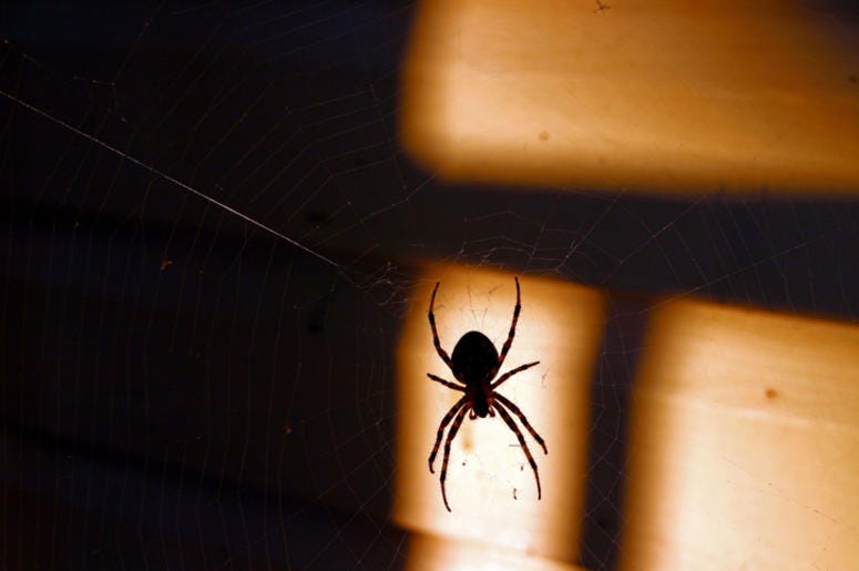 spiderder