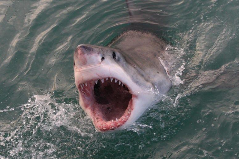 Shark