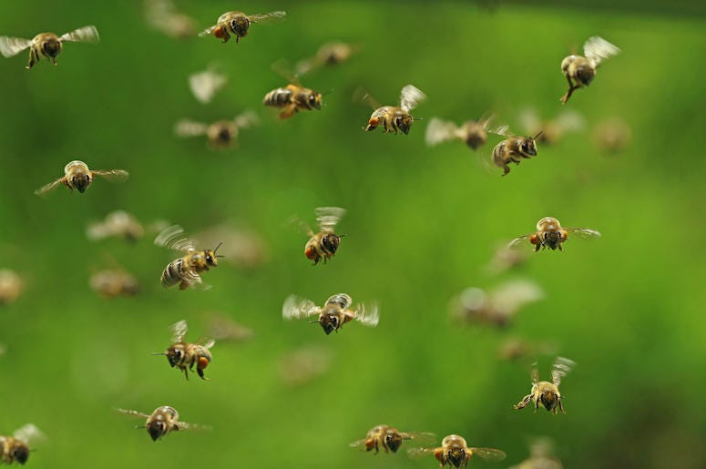 Honey Bees, Swarm, Flying, Garden Honey Bees, Swarm, Flying, Garden