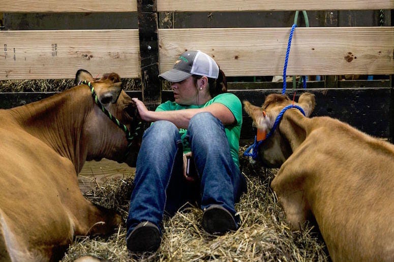 cow, cuddle, cuddling, love, stress, stressed out