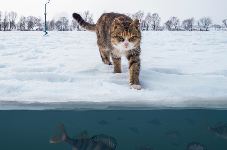 Cat, Frozen Lake, Snow, Ice, Fish Cat, Frozen Lake, Snow, Ice, Fish