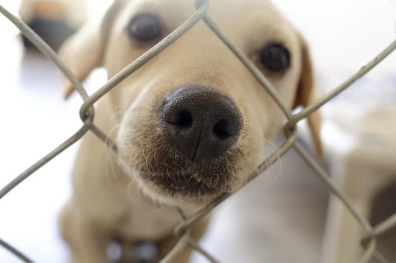 Shelter Dog, Snoot, Nose, Cute, Dog Shelter Dog, Snoot, Nose, Cute, Dog