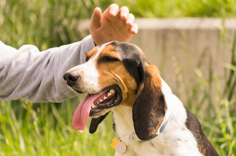 Pet, Dog, Animal, Basset Hound Pet, Dog, Animal, Basset Hound