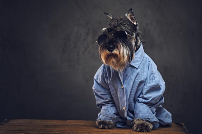 Dog wearing a shirt & sunglasses