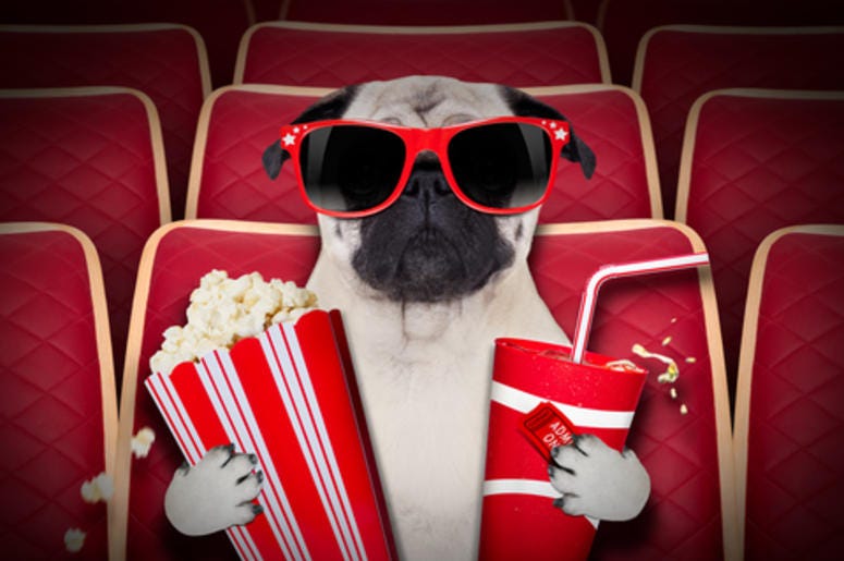 Dog at the theater