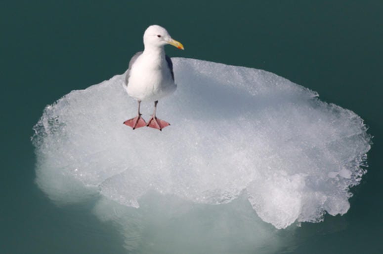 Bird Floating on an Iceberg